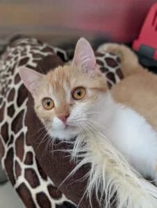 Penny & Rina, female European Shorthair for adoption at Regensburg