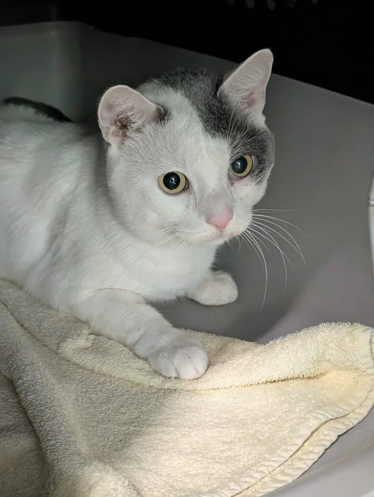Joshi, male 7yo European Shorthair for adoption at Tierheim Regensburg, Regensburg