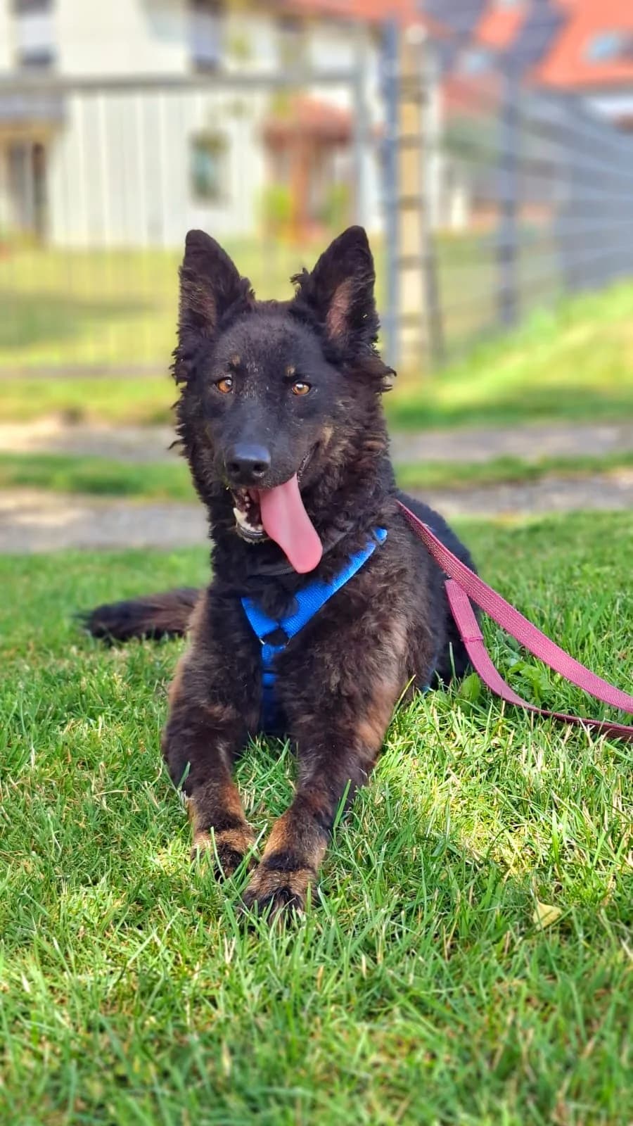 Bonnie, female 4yo Mixed Breed for adoption at Tierheim Regensburg, Regensburg