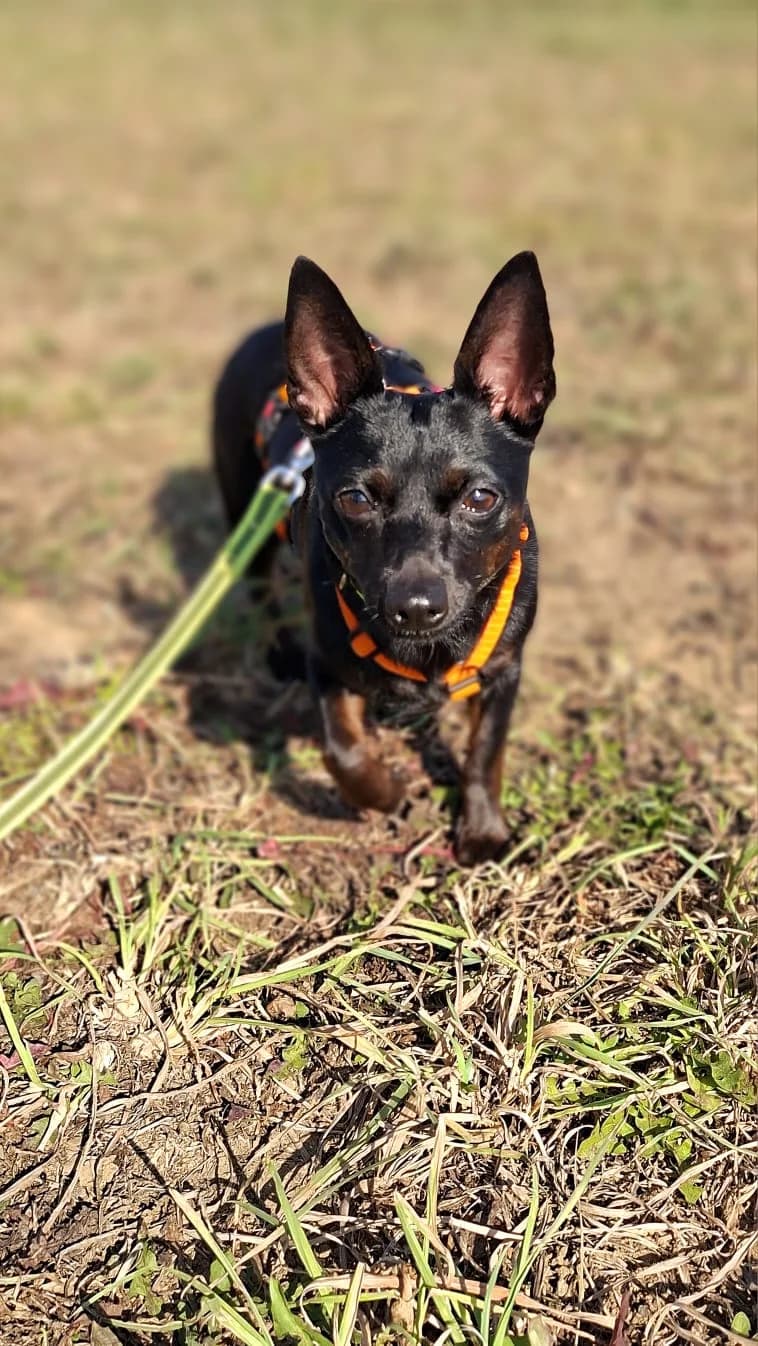 Mausi, female young Chihuahua for adoption at Tierheim Regensburg, Regensburg