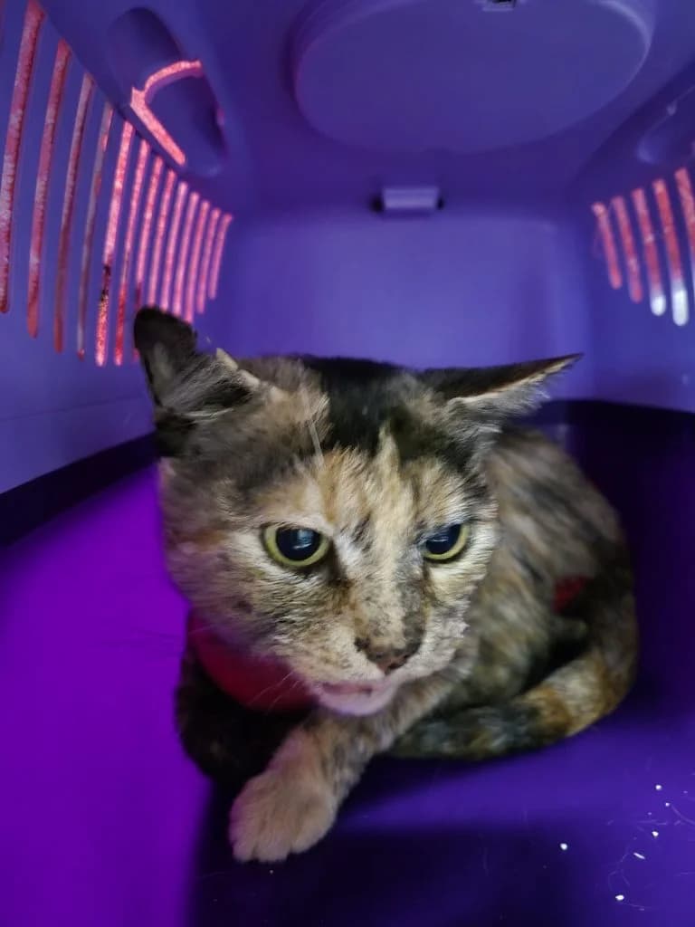 Prinzessa, female 4yo European Shorthair for adoption at Tierheim Regensburg, Regensburg