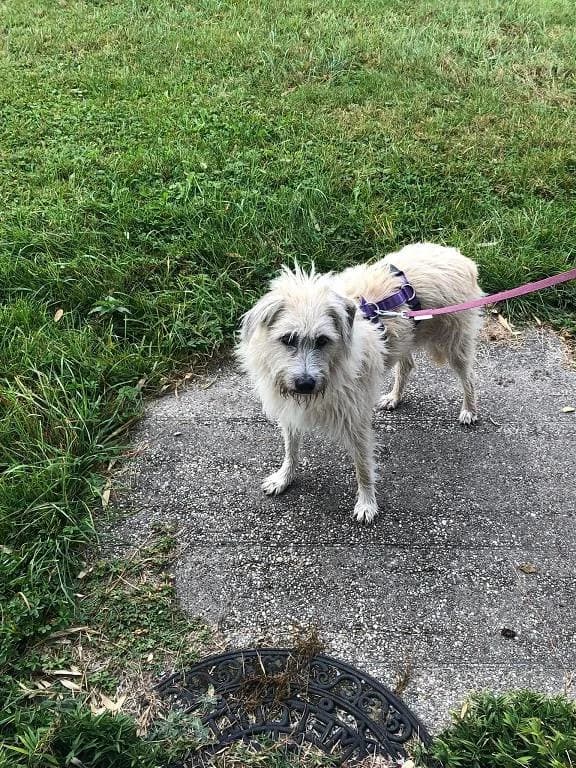 Jule, female senior Mixed Breed for adoption at Tierheim Regensburg, Regensburg