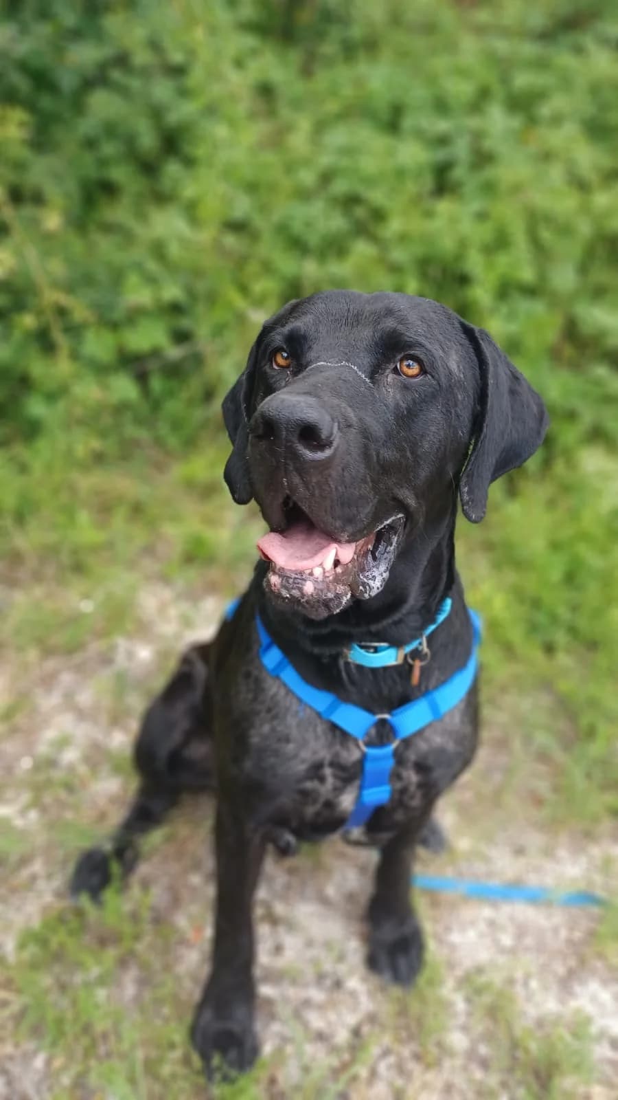 Carlos, male 3yo mixed breed for adoption at Tierheim Regensburg, Regensburg