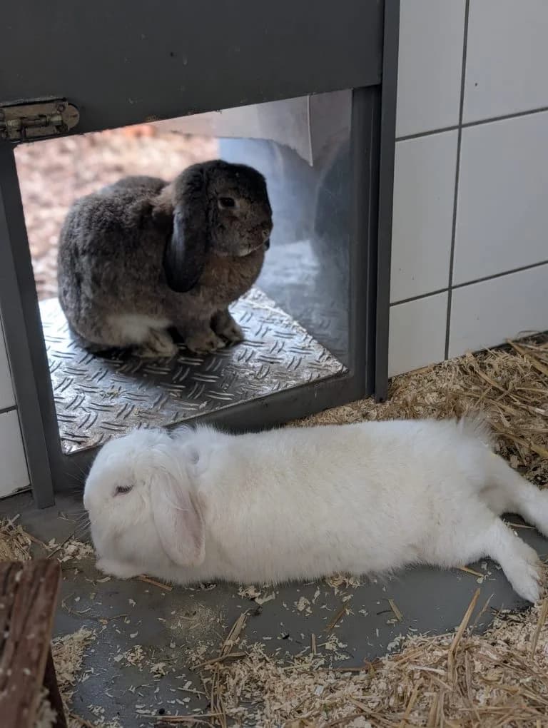 Candy & Rocky, male mixed breed for adoption at Tierheim Regensburg, Regensburg