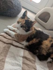 Nikki, female senior Scottish Fold for adoption at Tierheim Regensburg, Regensburg