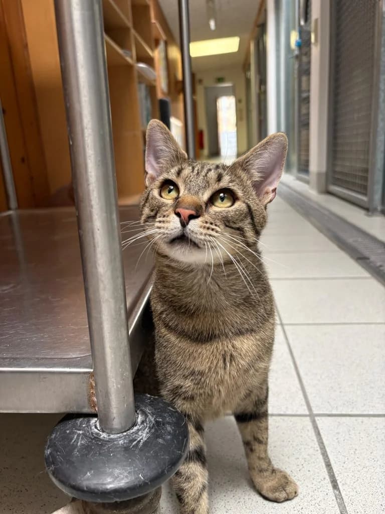 Nox, male young European Shorthair for adoption at Tierheim Regensburg, Regensburg
