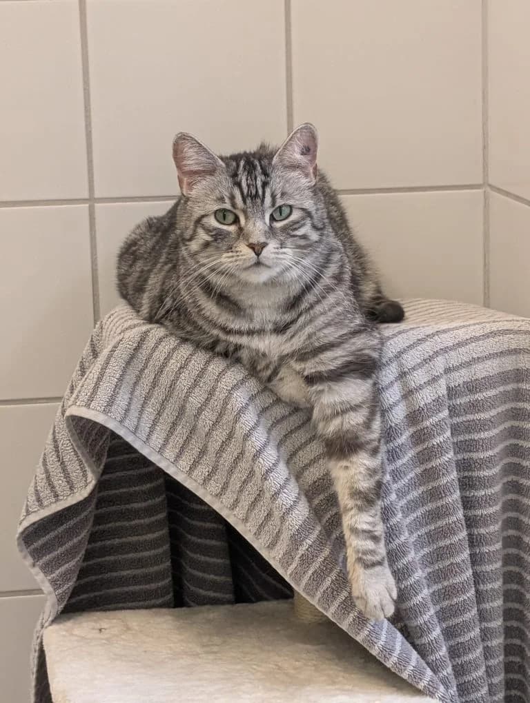 Puma & (Luna), female 7yo European Shorthair for adoption at Tierheim Regensburg, Regensburg
