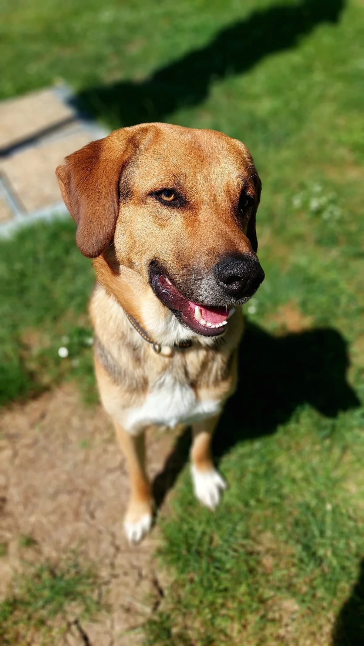 Knut, male 3yo Mixed Breed for adoption at Tierheim Regensburg, Regensburg