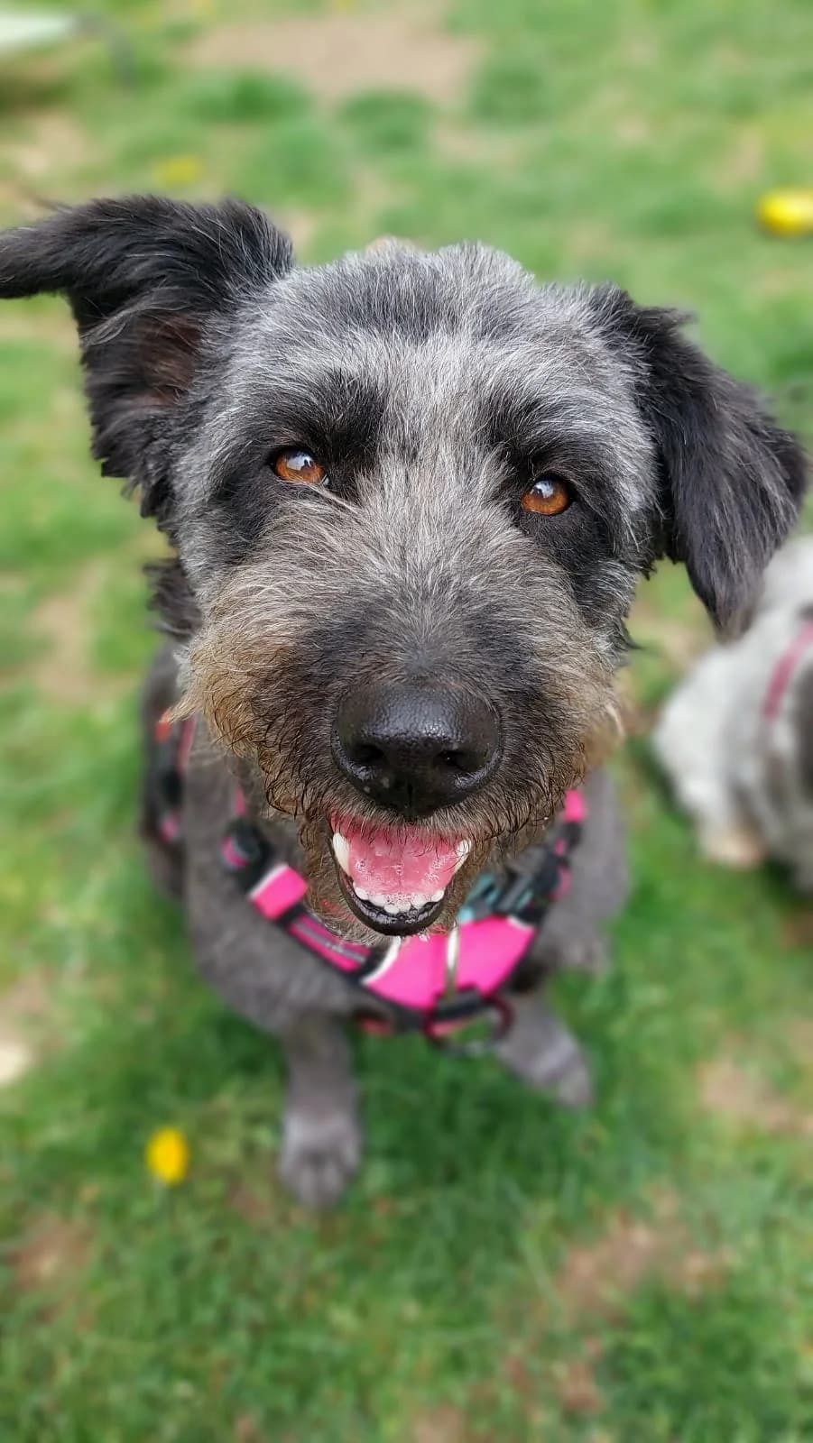 Urmel, female senior Mixed Breed for adoption at Tierheim Regensburg, Regensburg