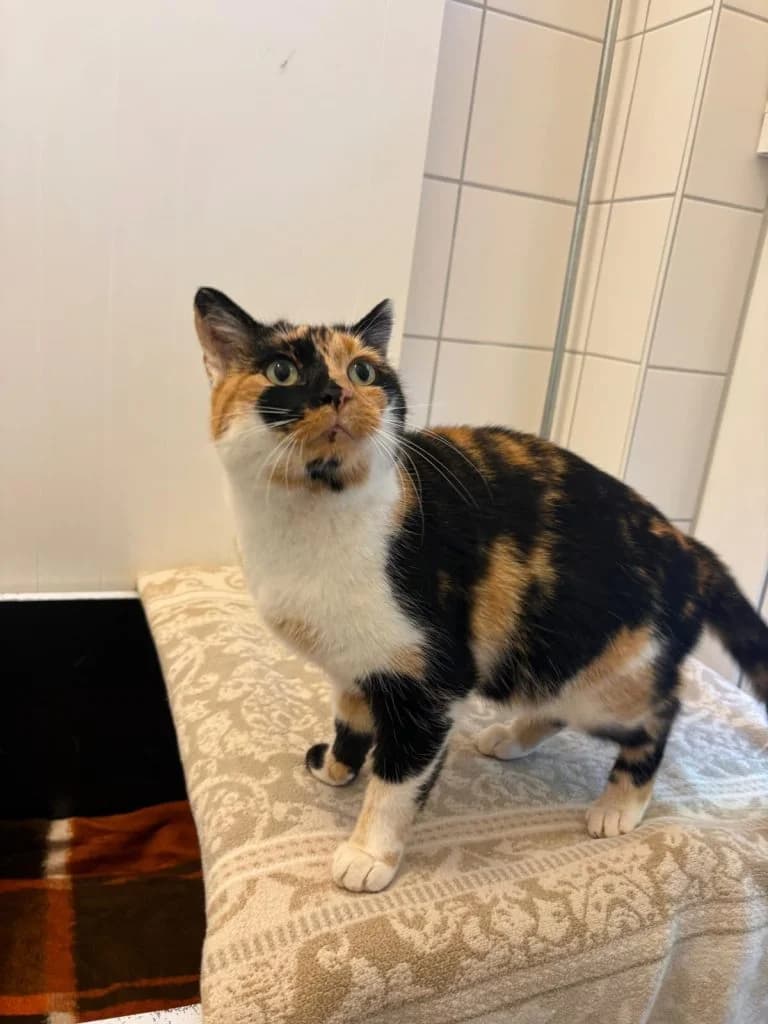 Fundkatze Daisy, female European Shorthair for adoption at Tierheim Regensburg, Regensburg