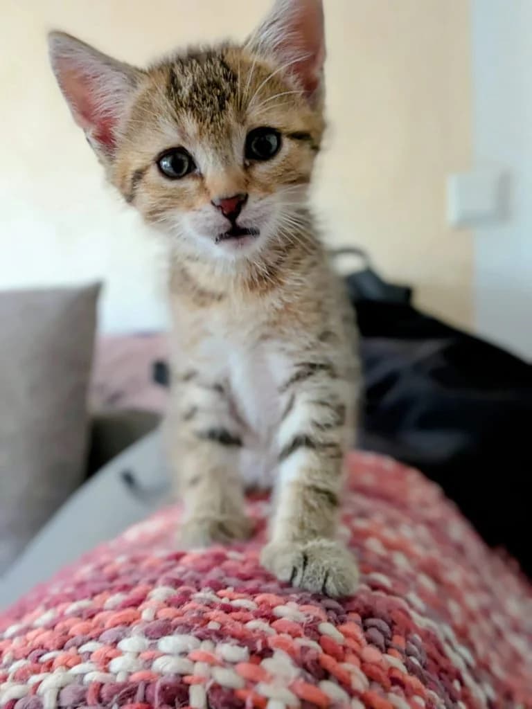 Django, Elliot & Cooper, male puppy European Shorthair for adoption at Tierheim Regensburg, Regensburg