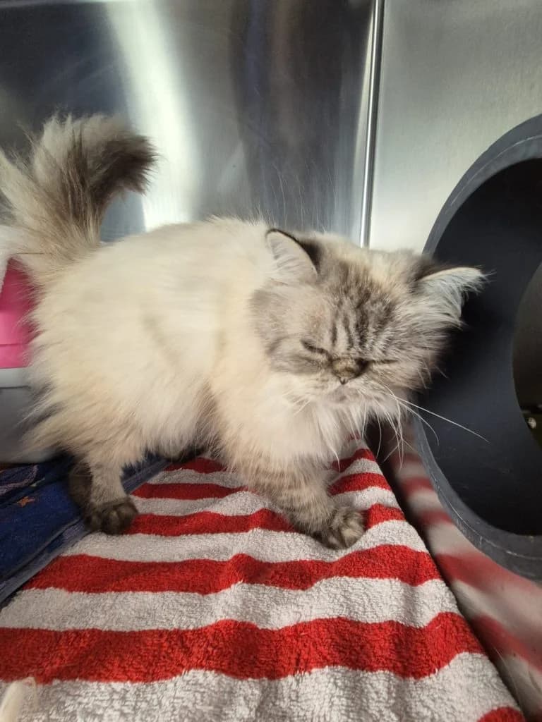 Jona, male senior Persian for adoption at Tierheim Regensburg, Regensburg