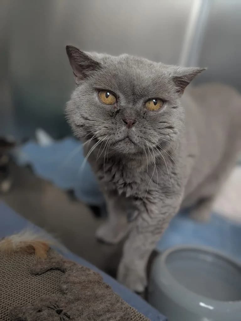 Lucy, grau female senior British Shorthair for adoption at Tierheim Regensburg, Regensburg