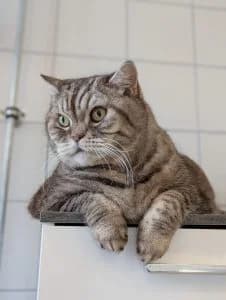 Amaret & Kotyan, male British Shorthair for adoption at Tierheim Regensburg, Regensburg