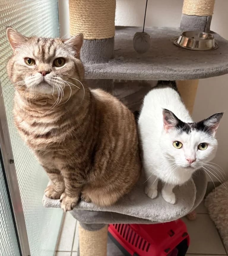 Amaret & Kotyan, male senior British Shorthair for adoption at Tierheim Regensburg, Regensburg