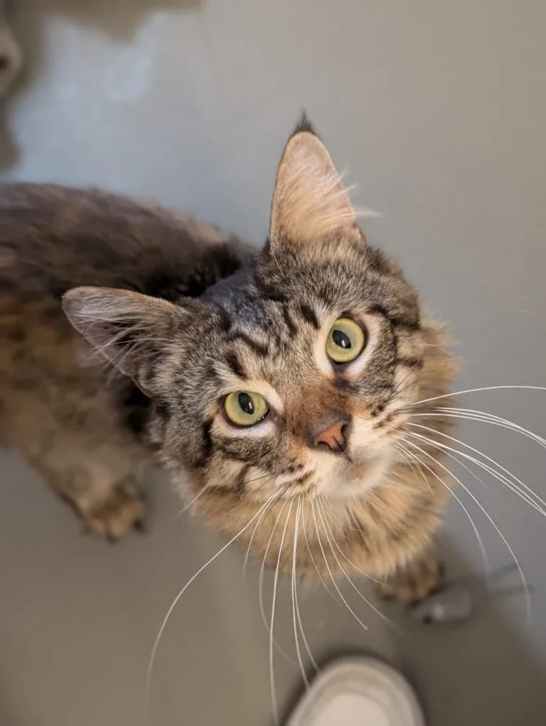 Harry, Louis, Liam, Niall & Zayn, male 3yo Maine Coon for adoption at Tierheim Regensburg, Regensburg