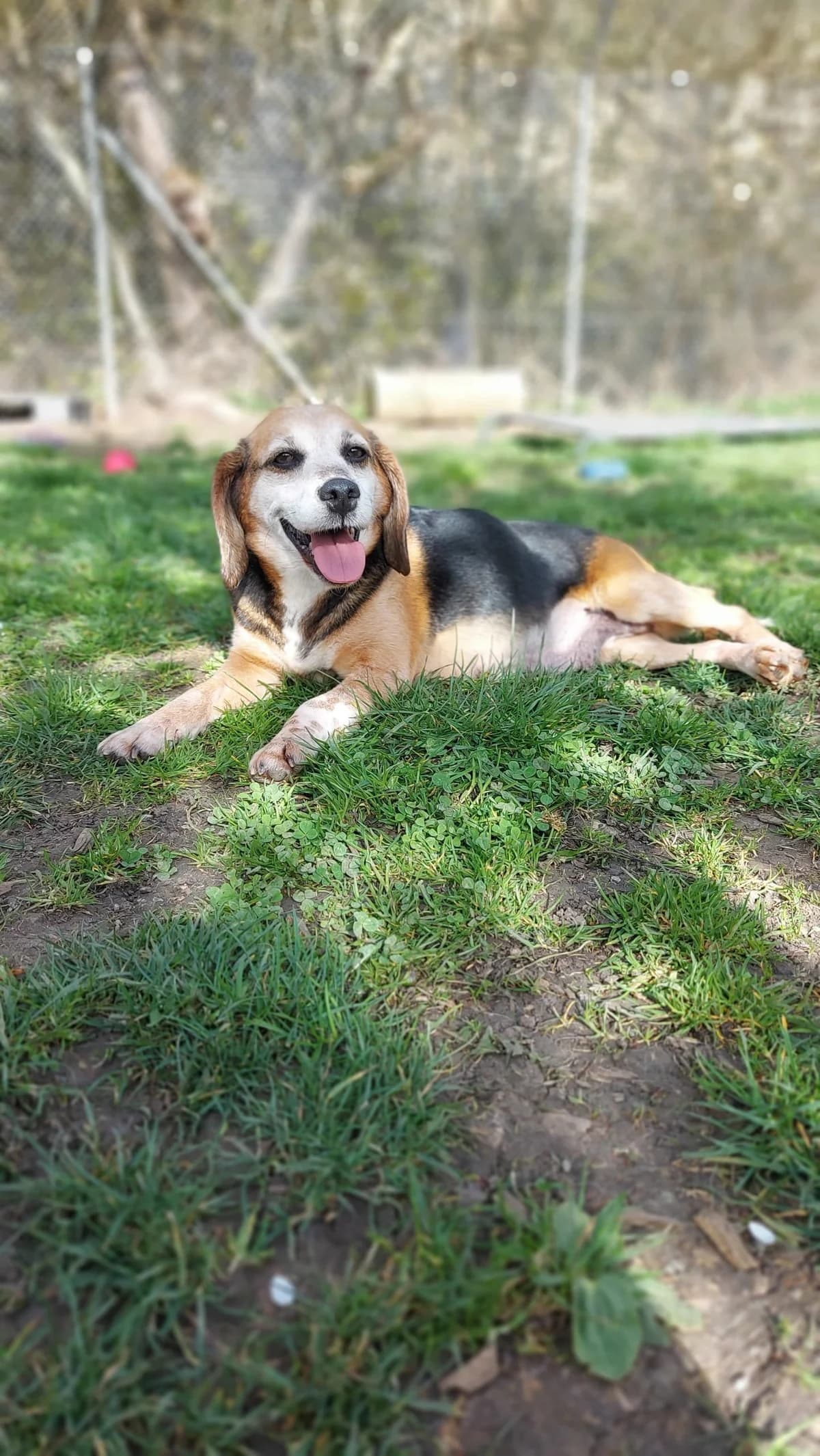 Neele, female senior English Bulldog for adoption at Tierheim Regensburg, Regensburg