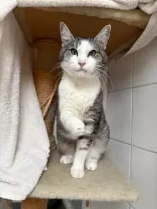 Eloisa, female senior Scottish Fold for adoption at Tierheim Regensburg, Regensburg