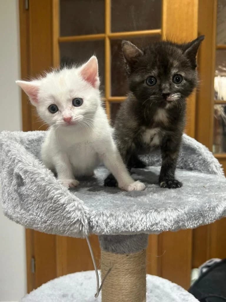 Zora & Beauty, female puppy European Shorthair for adoption at Tierheim Regensburg, Regensburg