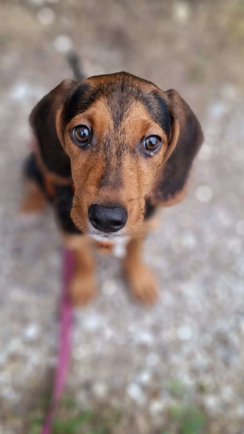 Bela, female puppy Mixed Breed for adoption at Tierheim Regensburg, Regensburg
