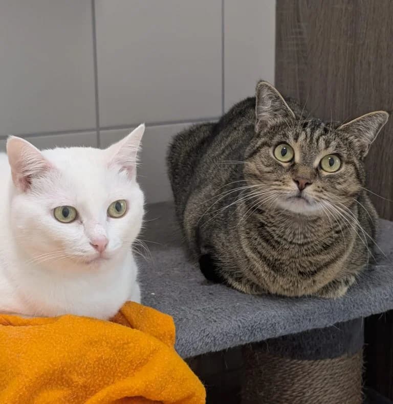 Tute & Luze, female 5yo European Shorthair for adoption at Tierheim Regensburg, Regensburg