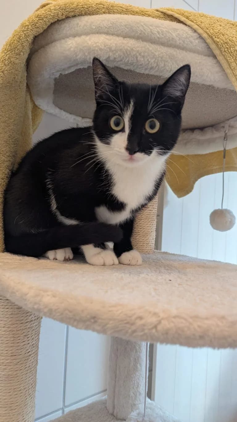 Domino & Papaya, male puppy European Shorthair for adoption at Tierheim Regensburg, Regensburg