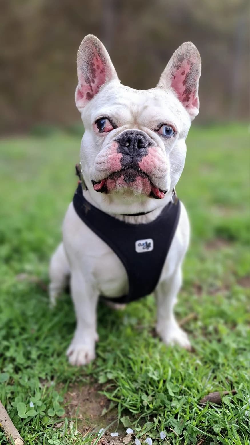 Bagel, male 6yo English Bulldog for adoption at Tierheim Regensburg, Regensburg