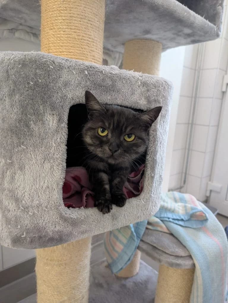 Nobbi, male 3yo European Shorthair for adoption at Tierheim Regensburg, Regensburg