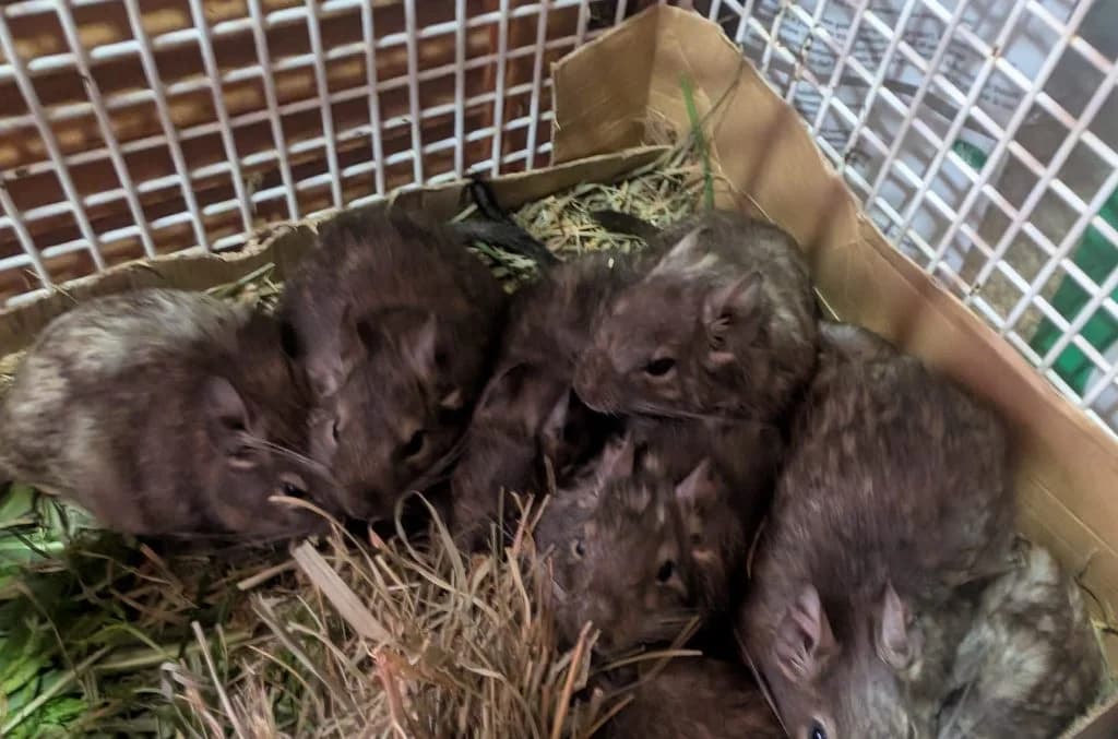 9 Degu-Buben, male mixed breed for adoption at Tierheim Regensburg, Regensburg