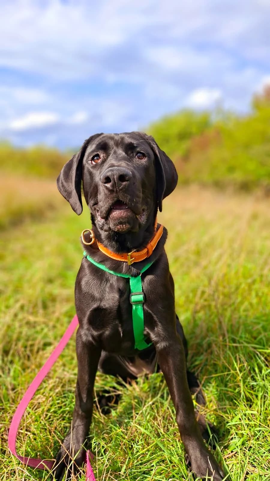 Paula, female puppy mixed breed for adoption at Tierheim Regensburg, Regensburg
