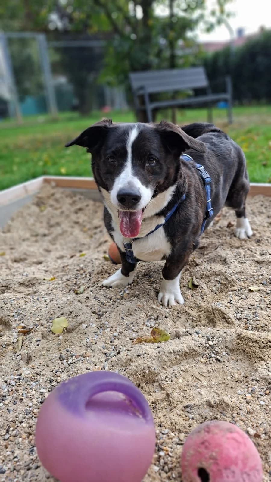 Lucky, male senior Mixed Breed for adoption at Tierheim Regensburg, Regensburg
