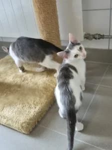 Alma & Adrian, male puppy European Shorthair for adoption at Tierheim Regensburg, Regensburg