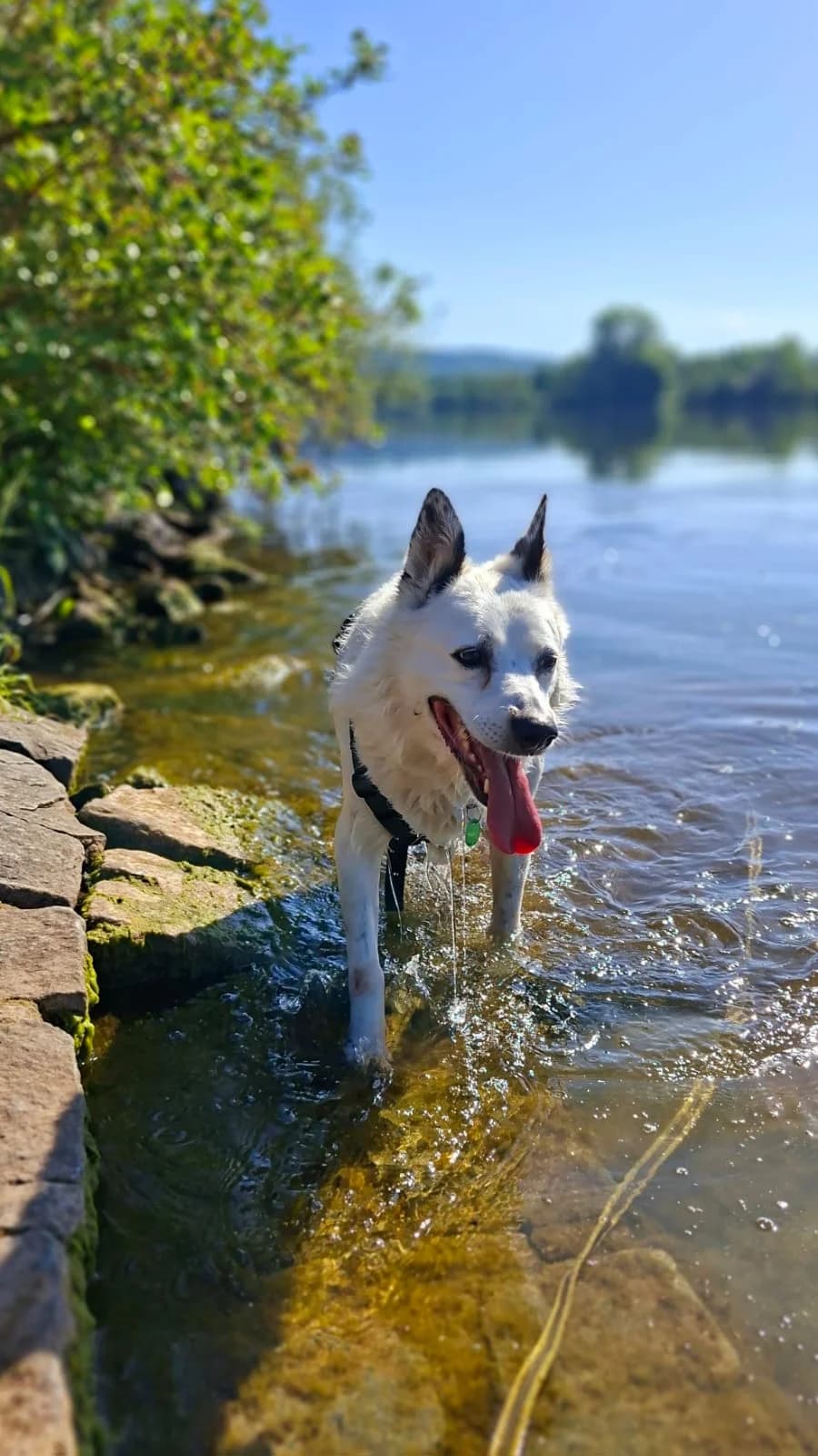 Arko, male 6yo Mixed Breed for adoption at Tierheim Regensburg, Regensburg