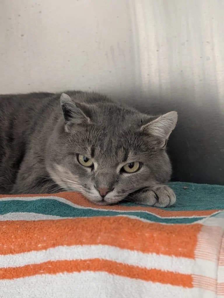 Mikesch, male 6yo European Shorthair for adoption at Tierheim Regensburg, Regensburg