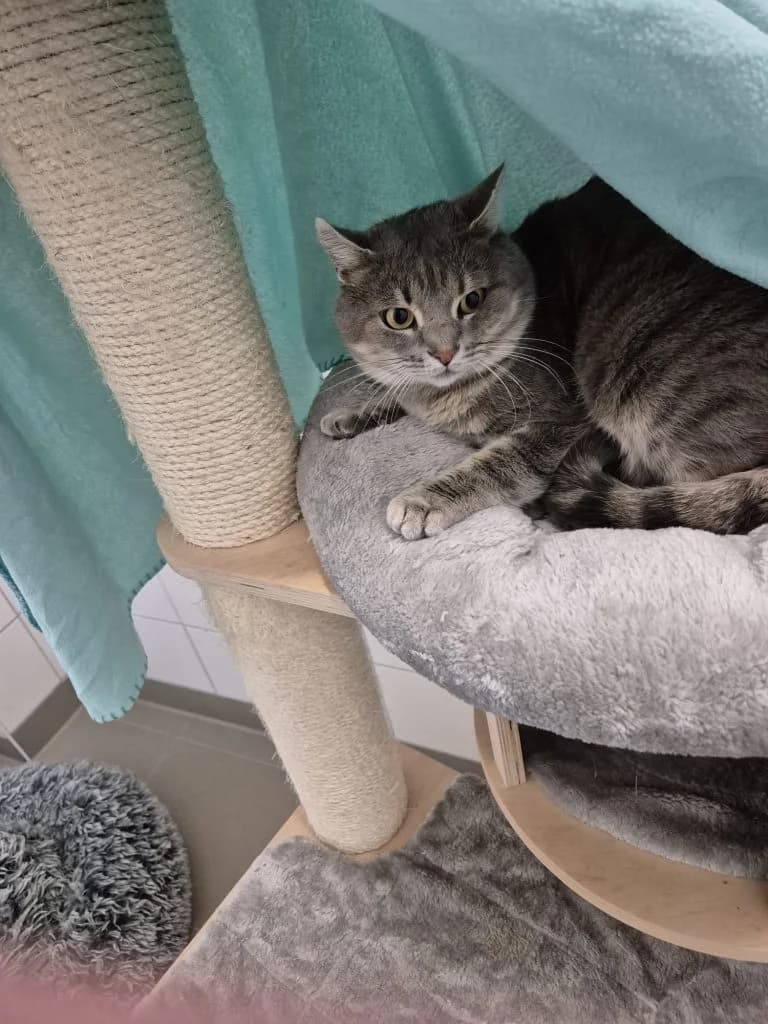 Mikesch, male 6yo European Shorthair for adoption at Tierheim Regensburg, Regensburg