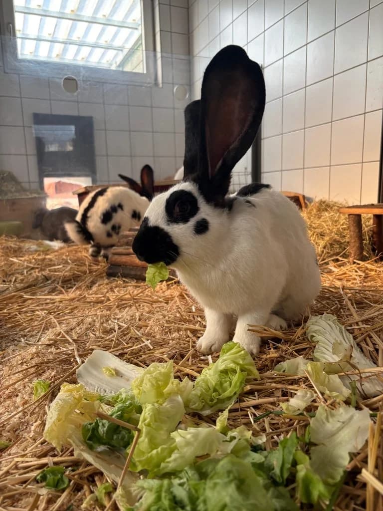 Jax, Tig, Chibs & Opie, male mixed breed for adoption at Tierheim Regensburg, Regensburg