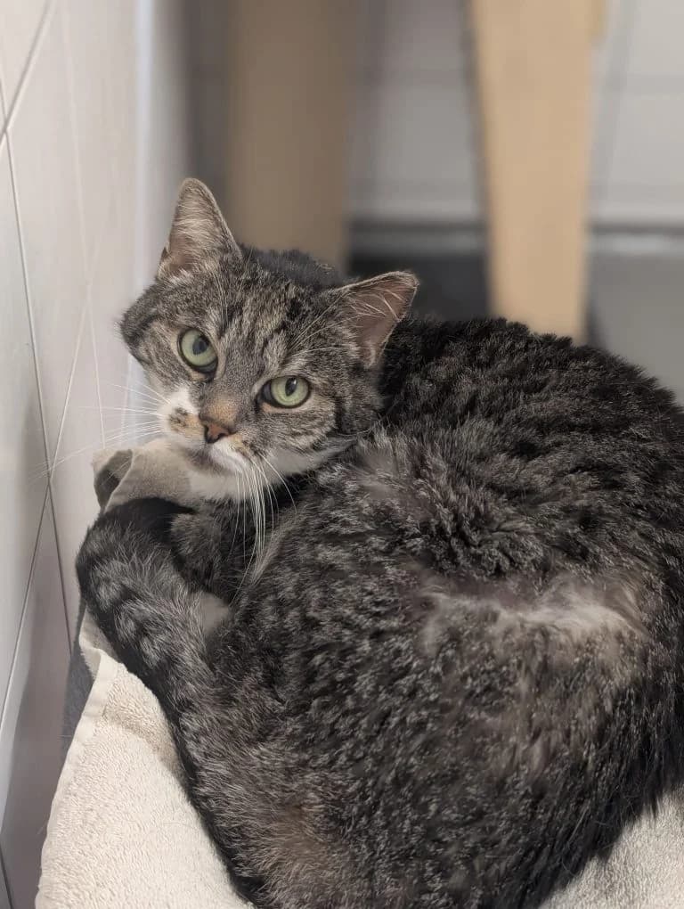 Benki & Zwergl, male senior European Shorthair for adoption at Tierheim Regensburg, Regensburg