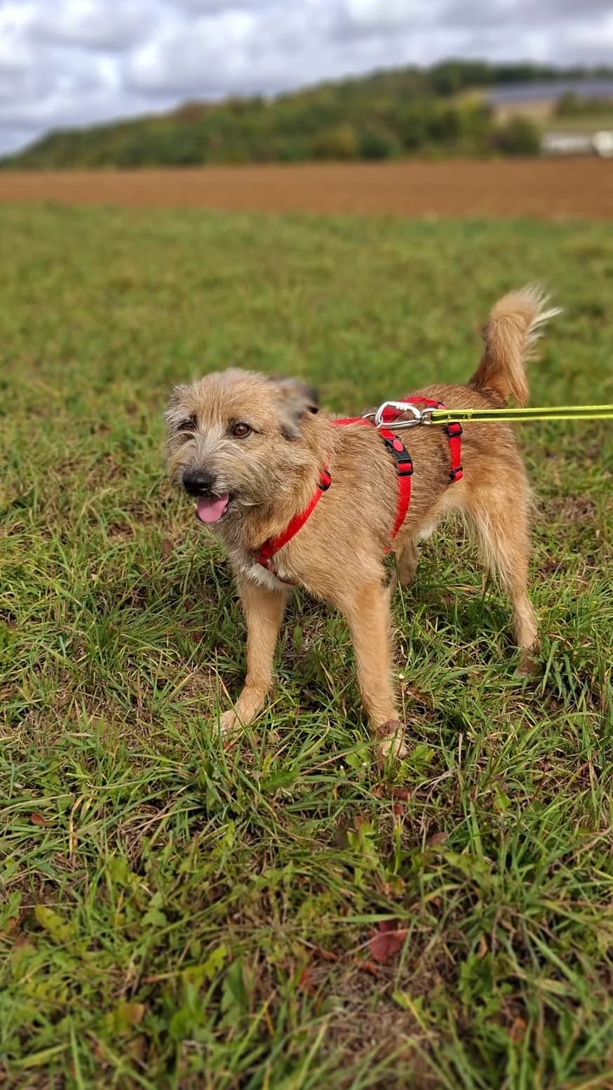 Filou, male young mixed breed for adoption at Tierheim Regensburg, Regensburg