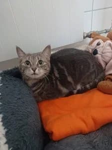 Grace, female 3yo Scottish Fold for adoption at Tierheim Regensburg, Regensburg