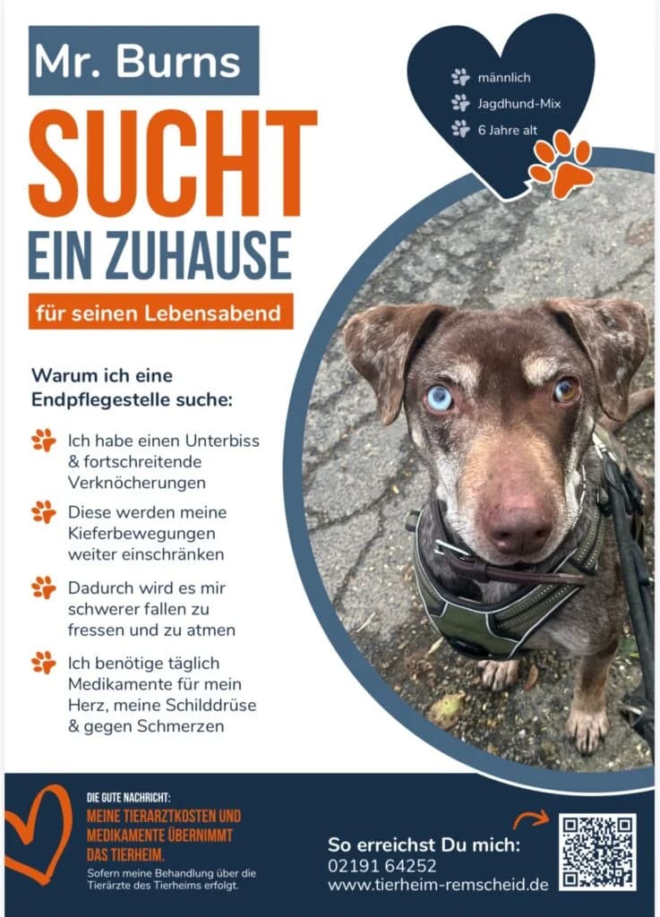 Der lustige Mr.Burns, male 6yo mixed breed for adoption at Tierheim Remscheid, Remscheid