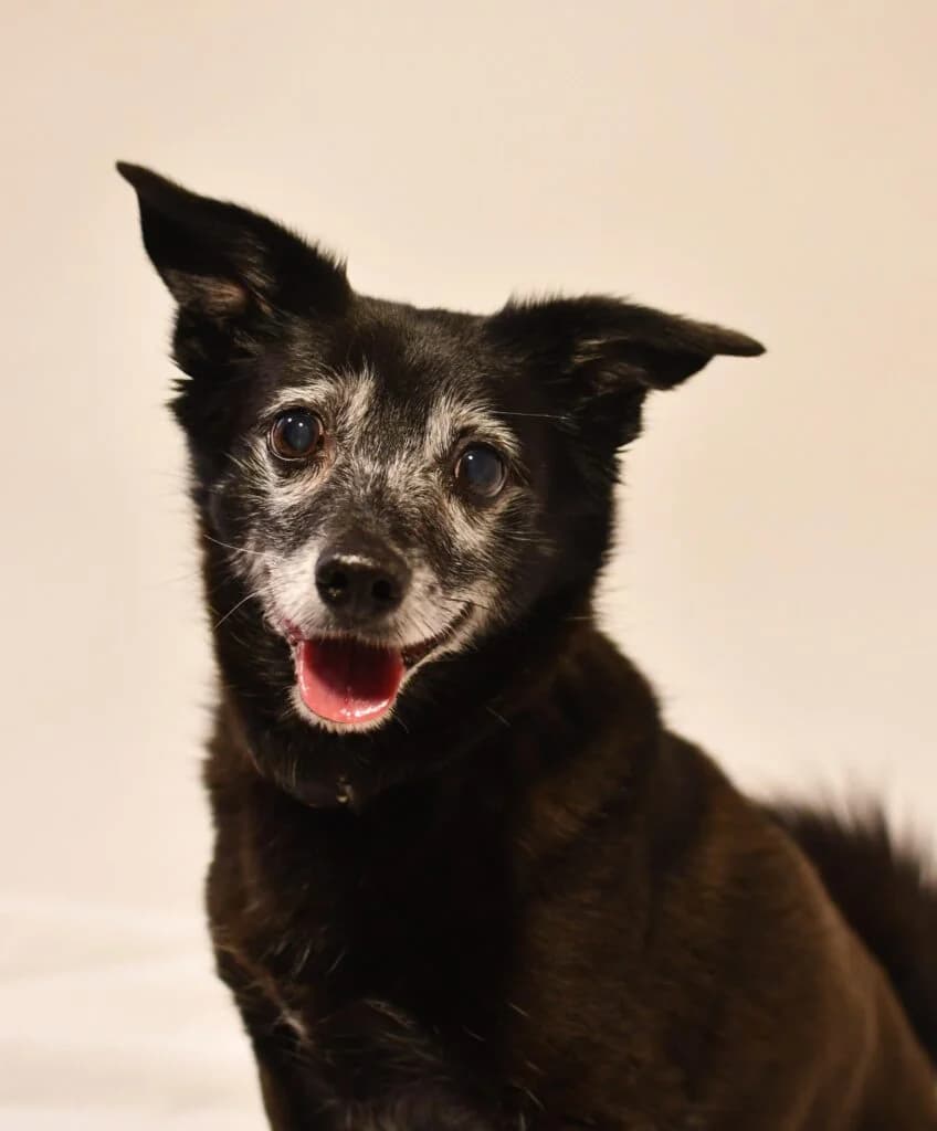 Kleiner Gismo, male senior Pomeranian for adoption at Tierheim Remscheid, Remscheid