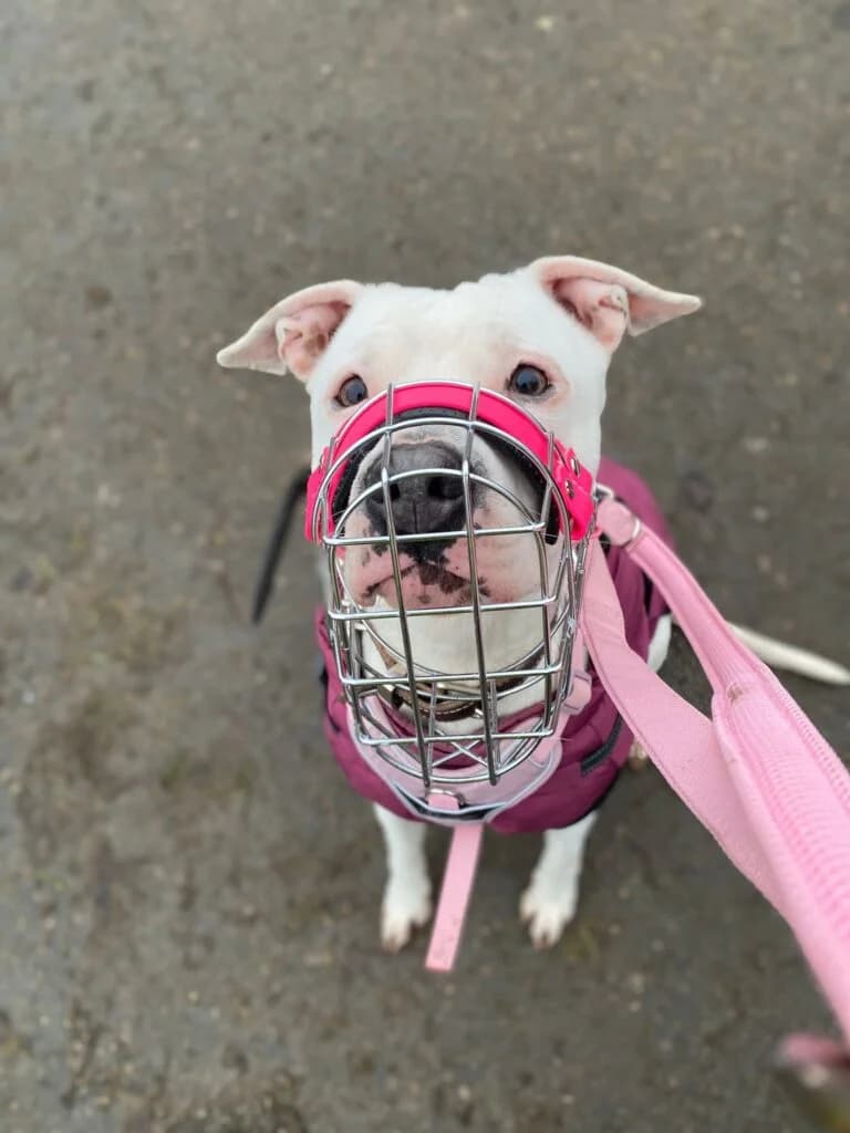 Laica, female 6yo Pit Bull Terrier for adoption at Tierheim Remscheid, Remscheid