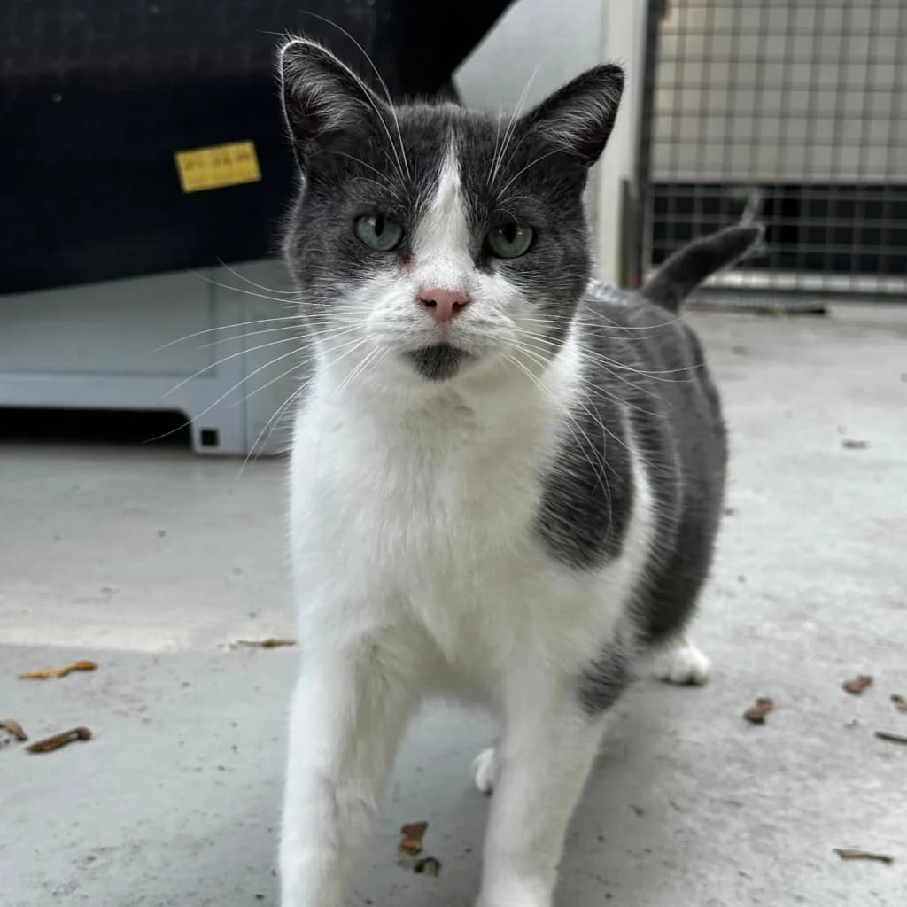 Mentos und Fishermans, male 3yo European Shorthair for adoption at Tierheim Remscheid, Remscheid