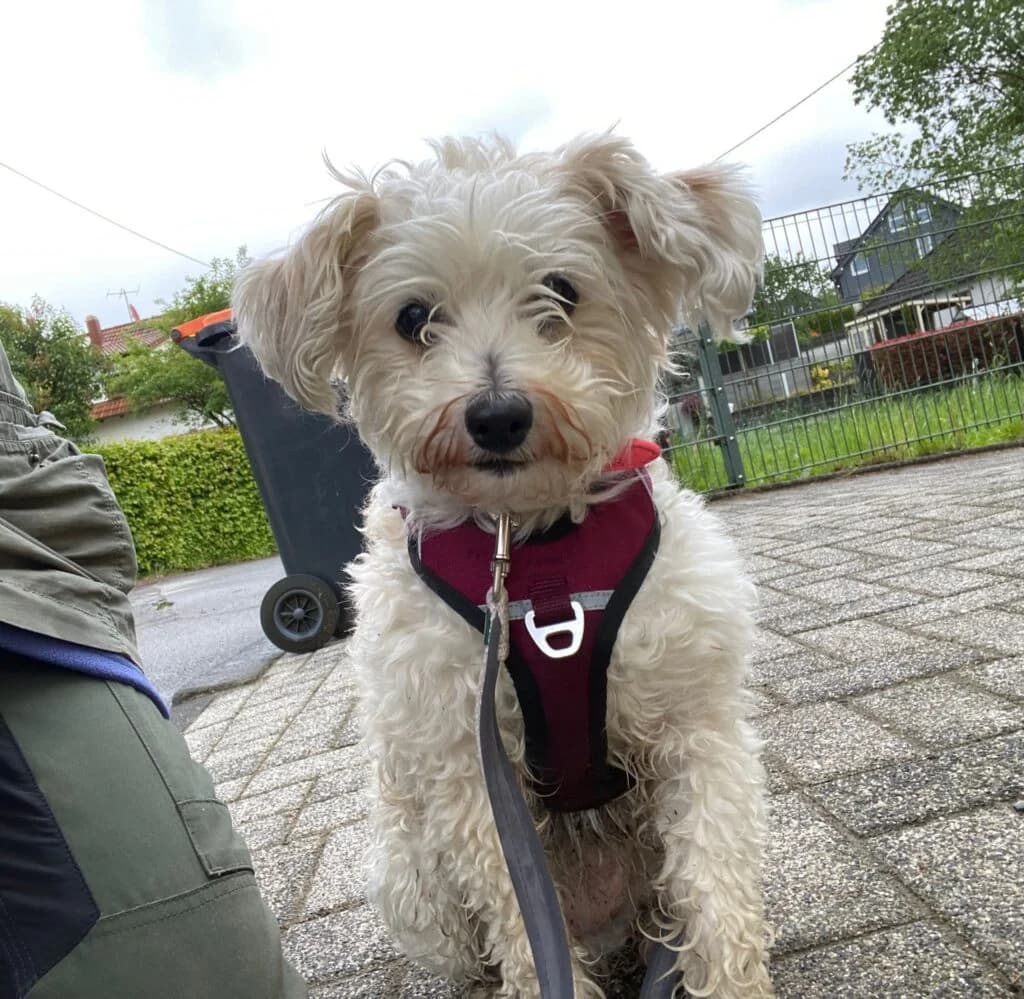 Die kleine Lucie…, female senior Maltese for adoption at Tierheim Remscheid, Remscheid
