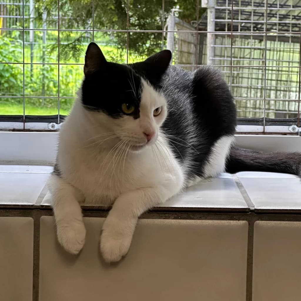 Lino, male young European Shorthair for adoption at Tierheim Remscheid, Remscheid
