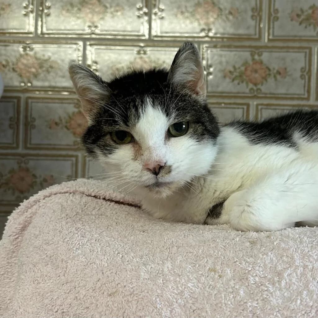 Jule, female senior European Shorthair for adoption at Tierheim Remscheid, Remscheid
