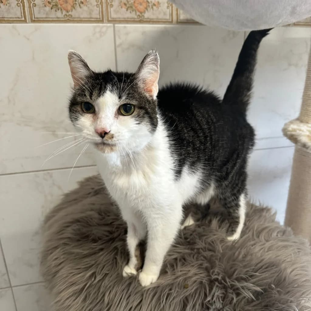 Jule, female senior European Shorthair for adoption at Tierheim Remscheid, Remscheid