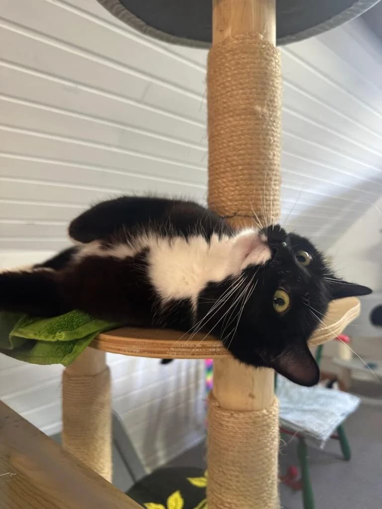 Mia, female 3yo European Shorthair for adoption at Tierheim Remscheid, Remscheid