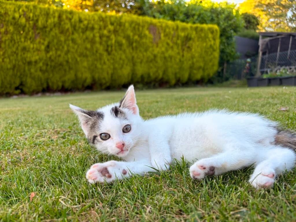 Besondere Jungkatze sucht ein Zuhause…, puppy European Shorthair for adoption at Tierheim Remscheid, Remscheid