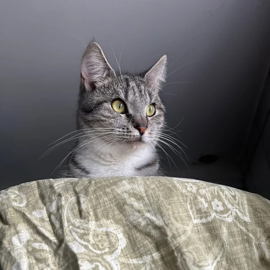 Mena, young European Shorthair for adoption at Tierheim Remscheid, Remscheid